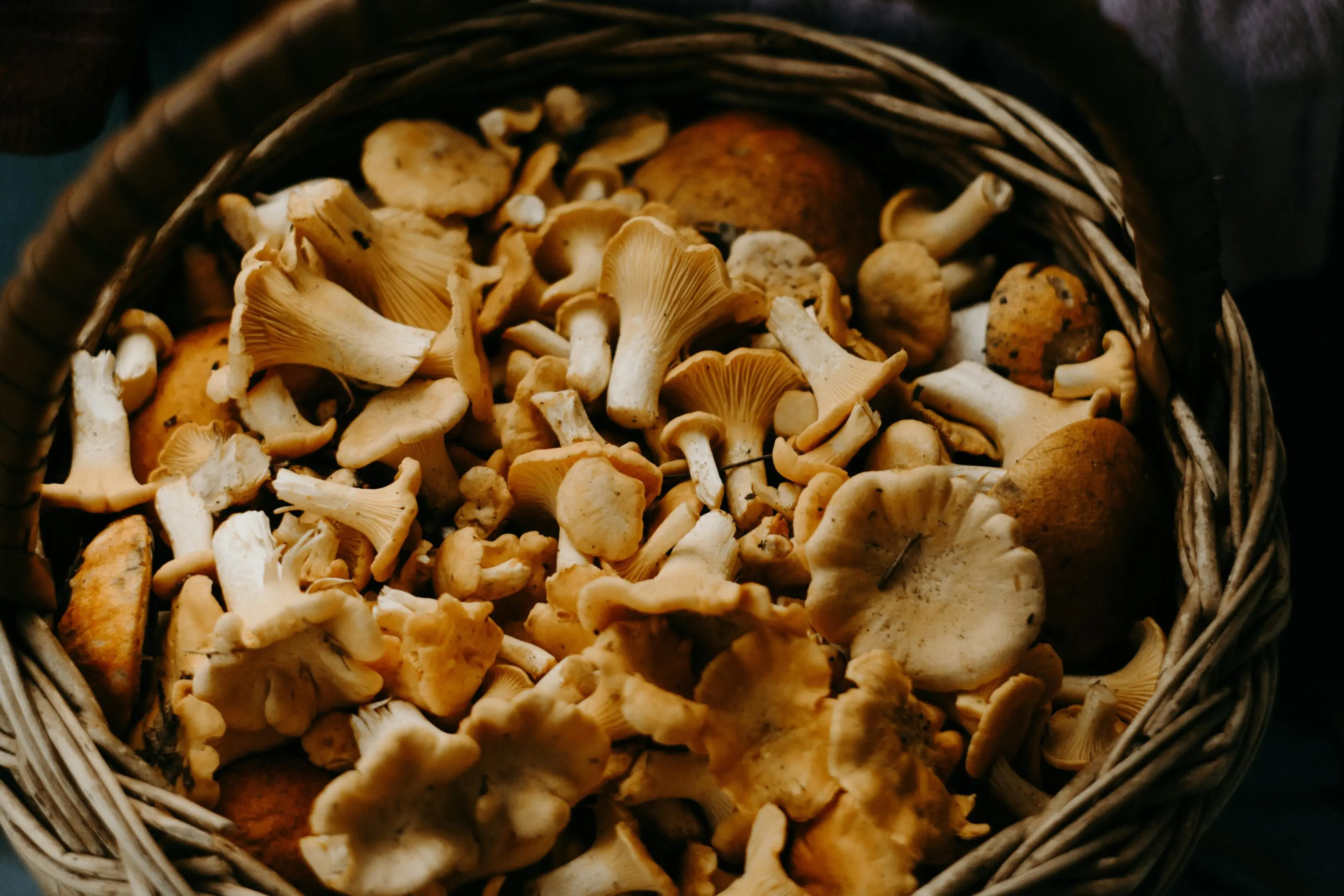 A basket full of mushrooms sitting on top of the ground.